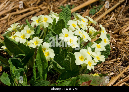 Close up of wild primroses primrose flower flowers flowering yellow primula vulgaris in spring England UK United Kingdom GB Great Britain Stock Photo