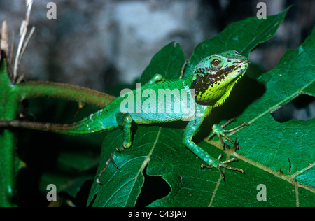 Black-lipped agama (Calotes nigrilabris: Agamidae) in forest Sri Lanka. Stock Photo