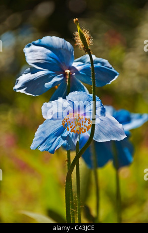 Beautiful Himalayan blue poppies growing the the Pacific Northwest. Stock Photo