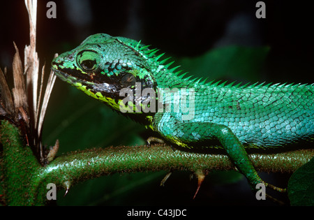 Black-cheek lizard (Calotes nigrilabris: Agamidae) in forest Sri Lanka. Stock Photo