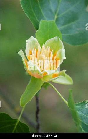 Liriodendron tulipifera fastigiatum flowering. Tulip tree flower Stock Photo