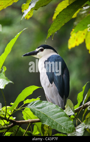 A Black Crowned Night Heron ( Nycticorax nycticorax ) Stock Photo