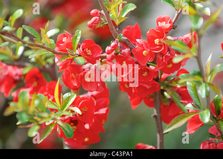 Blossoms of flowering quince Stock Photo