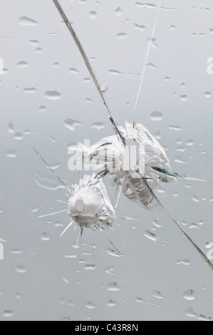 Bullet holes in a pane of glass. Stock Photo