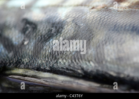 side scales on freshly caught mackerel fish on a plastic cutting board Stock Photo