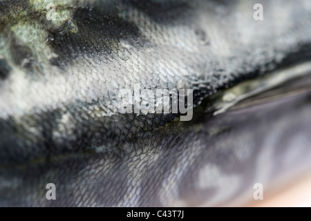 back top scales on freshly caught mackerel fish on a plastic cutting board Stock Photo
