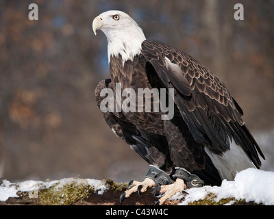 American Bald Eagle at a wildlife rehabilitation center, he has jess on his legs. He is perched on a moss covered log with snow. Stock Photo
