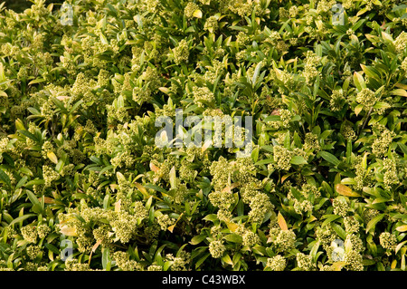 SKIMMIA X CONFUSA KEW GREEN Stock Photo