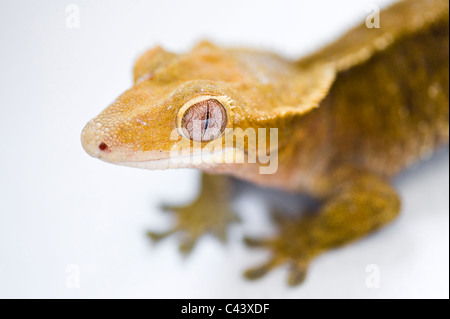 A portrait of a New Caledonian Crested Gecko (Rhacodactylus ciliatus). Isolated on white. Stock Photo
