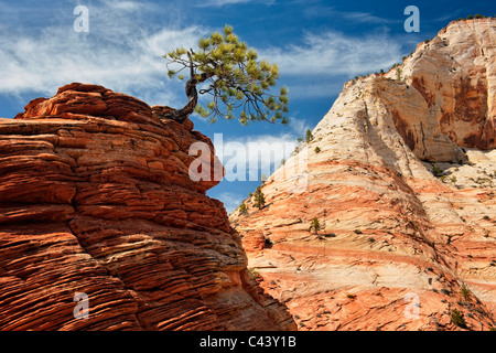 Bonsai like pinyon pine tree clings to life among the Navajo Sandstone in Utah’s Zion National Park. Stock Photo