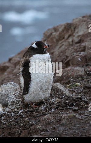 Close-up of moulting [Gentoo penguin] [Pygoscelis papua] on [Petermann Island], Antarctica