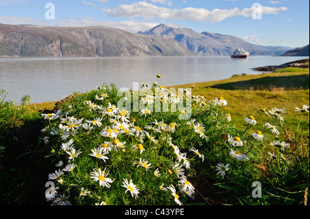 Greenland, Europe, south, Qassiarsuk, Brattahlid, shore, camomile, flowers, mountains, ship, scenery Stock Photo