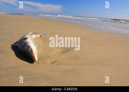 Dead Shark, Pea Island National Wildlife Refuge, Cape Hatteras National Seashore, North Carolina, USA Stock Photo