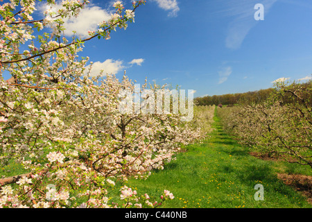 Apple Blossoms, Stephens City, Shenandoah Valley, Virginia, USA Stock Photo