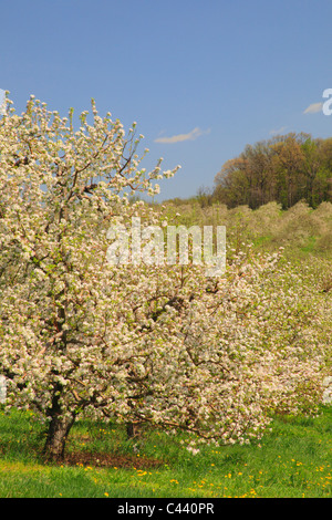 Apple Blossoms, Stephens City, Shenandoah Valley, Virginia, USA Stock Photo