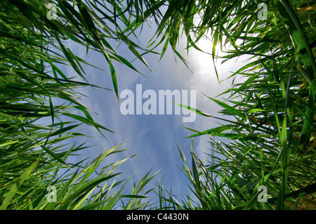 vision of an ant in a meadow Stock Photo