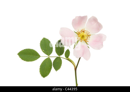 white dog rose flower Stock Photo - Alamy