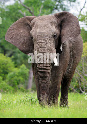 African Elephant walking on green grass -  Kruger National Park - South Africa Stock Photo