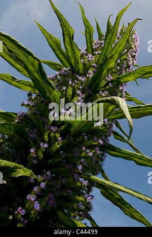 Echium Pininana in flower Stock Photo