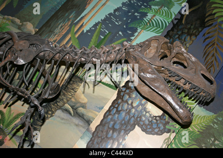 Allosaurus Model Stock Photo