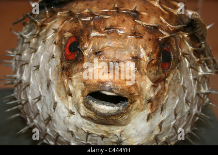 Dried Spiky Pufferfish Stock Photo