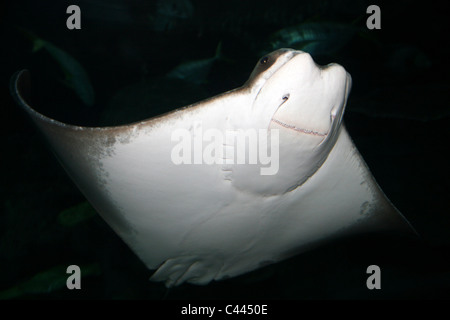 Cownose Ray Rhinoptera bonasus Stock Photo