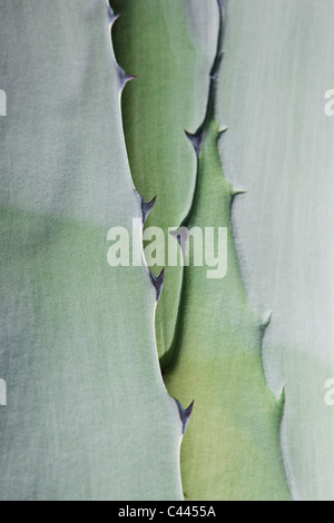 Detail of a succulent plant Stock Photo
