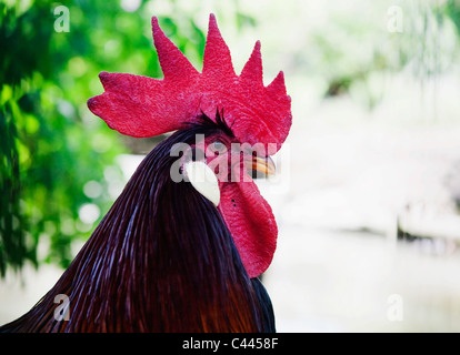 Side view of a rooster Stock Photo