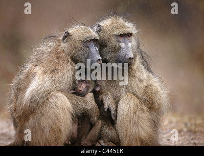 Two adult baboons protecting an infant from falling rain; Kruger National Park; South Africa Stock Photo