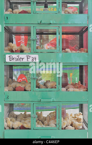 Young broiler chicks in cage at Filipino market Stock Photo