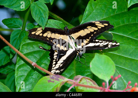 giant swallowtail butterfly, papilio cresphontes, mating, Florida, USA, North America, butterflies, two, couple, leaf, reproduct Stock Photo