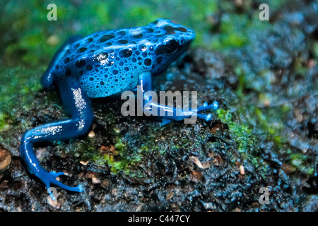 blue poison dart frog, dendrobates azureus, frog, blue, colorful, poison, animal, sitting Stock Photo