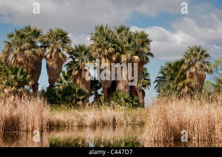 Agua Caliente Park, Tucson, Arizona, March, trees, USA, North America, America, nature, landscape, grass Stock Photo