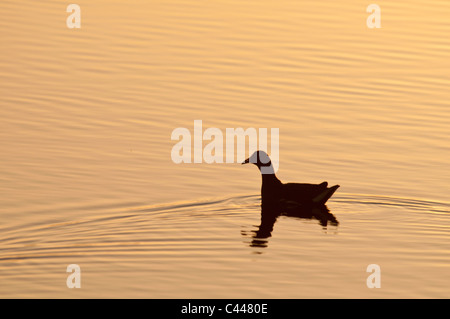 common moorhen, moorhen, pond, Florida, USA, North America, swimming, water, twilight, America Stock Photo