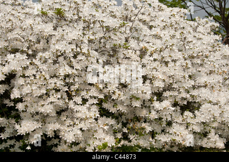 spring blossoms, azalea, flowers, blossoms, white, plants, spring, Seoul, Korea Stock Photo