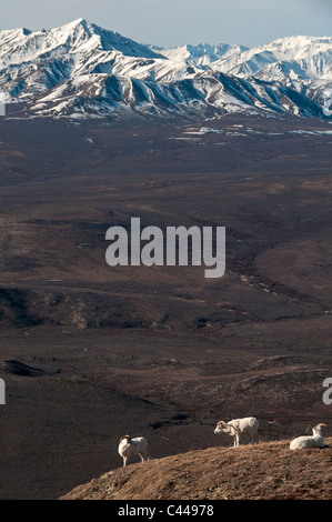 Two dall sheep, Ovis dalli, rest in the sage brush on a mountainside ...