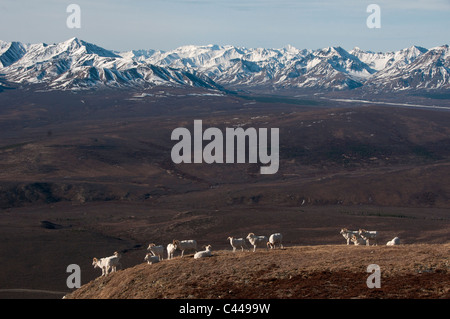 dall sheep, ovis dalli, Denali National Park & Preserve, USA, America, North America, may, sheep, animal, group, herd Stock Photo