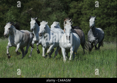 Connemara Pony (Equus ferus caballus), herd in gallop on a meadow. Stock Photo