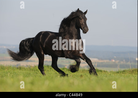 Friesian Horse (Equus ferus caballus). Stallion in a gallop on a meadow. Stock Photo