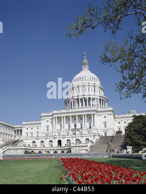 America, Building, Capital, Capitol, Capitol hill, Flowers, Foreground, Holiday, Landmark, Region, Tourism, Travel, Tulips, Unit Stock Photo