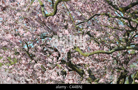 Tree, blossoms, flourishes, white, cherry tree blossoms, prunus, Japanese Stock Photo