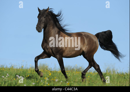 Lusitano (Equus ferus caballus), stallion at a trot on a meadow. Stock Photo