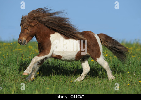 Miniature Shetland Pony (Equus ferus caballus). Pinto gelding at a gallop on a meadow. Stock Photo