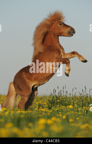 Miniature Shetland Pony (Equus ferus caballus). Chestnut stallion rearing on a meadow. Stock Photo
