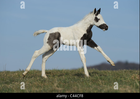 Paint Horse (Equus ferus caballus). Foal in a gallop on a meadow. Stock Photo