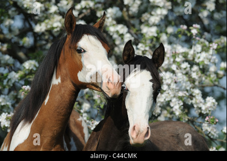 Arabian Pinto Horse (Equus ferus caballus). Two pinto yearlings with a flowering apple tree in background. Stock Photo