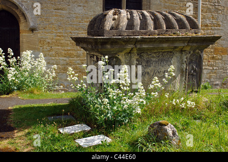 White valerian growing in a churchyard Stock Photo