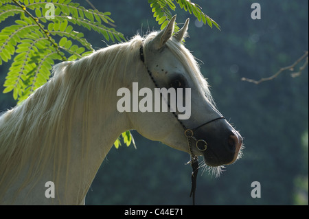 Purebred Arabian Horse (Equus ferus caballus), portrait of a gray stallion. Stock Photo