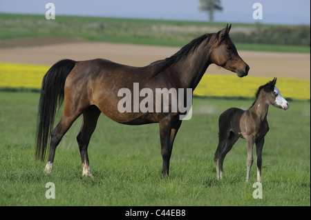 Purebred Arabian Horse (Equus ferus caballus), mare with foal on a meadowe. Stock Photo