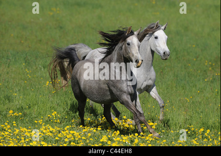 Purebred Arabian Horse (Equus ferus caballus). Pair of white mares galloping on a flowering meadow. Stock Photo